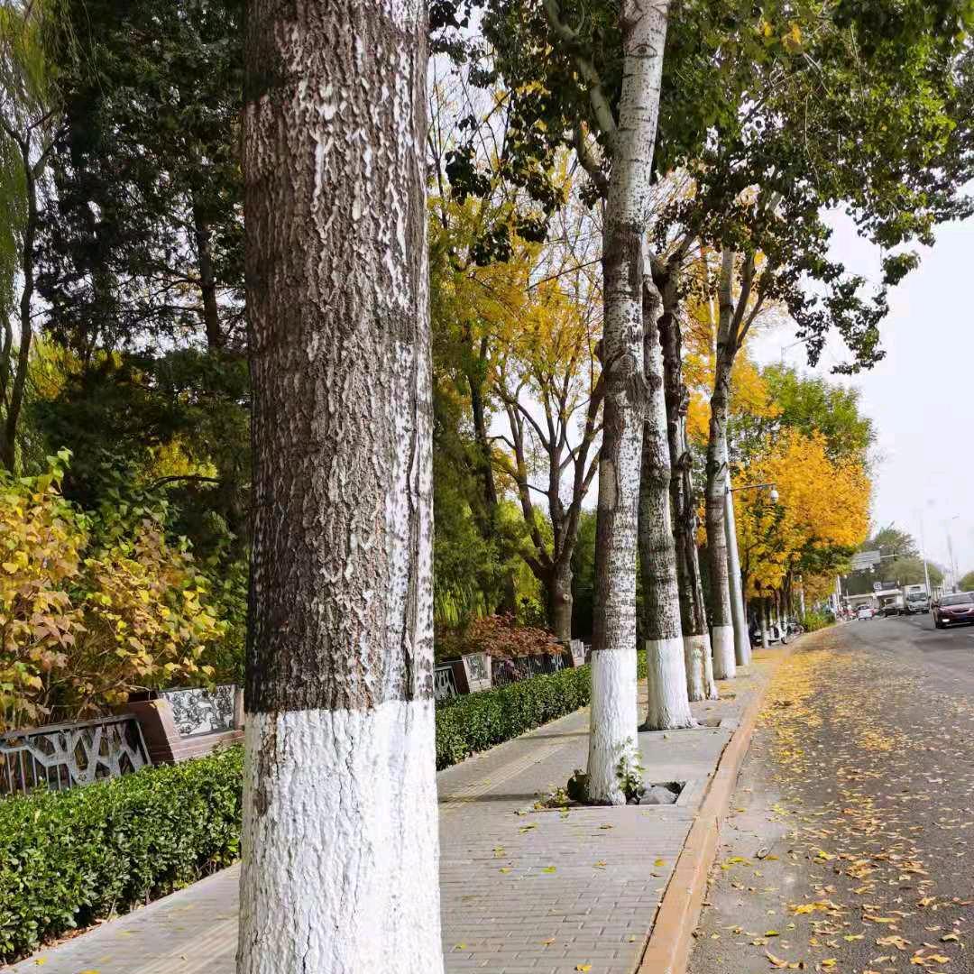 ꧁LIU刘钰YV꧂