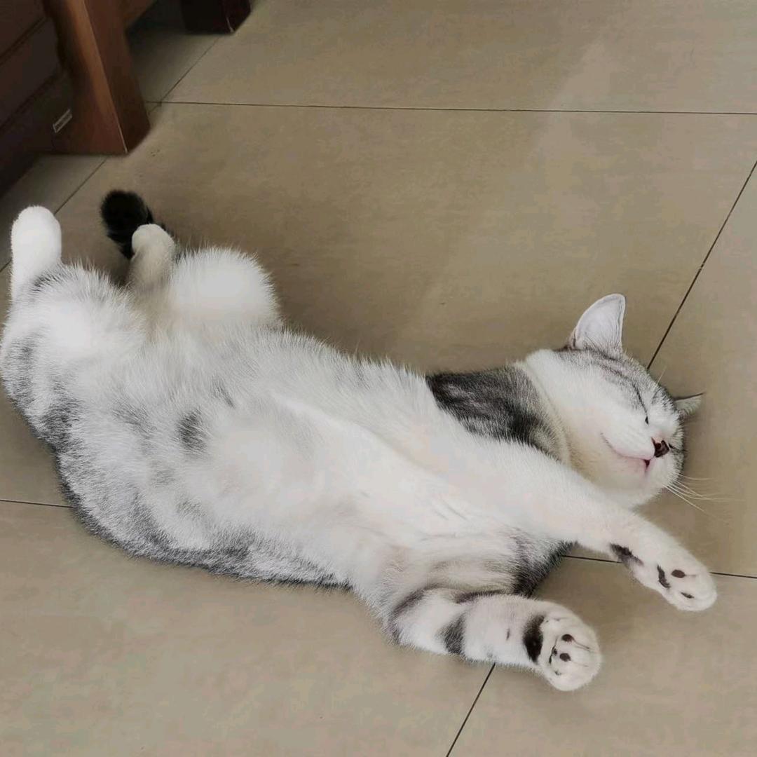 鸿运当头头像