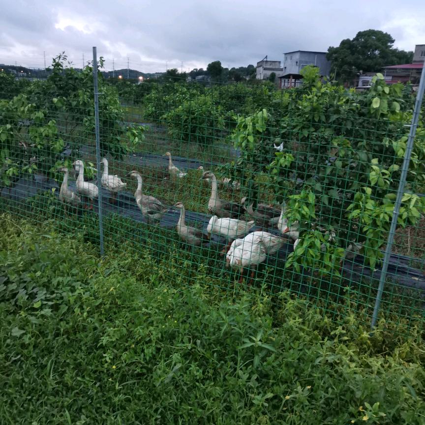 欣仪红美人采摘园