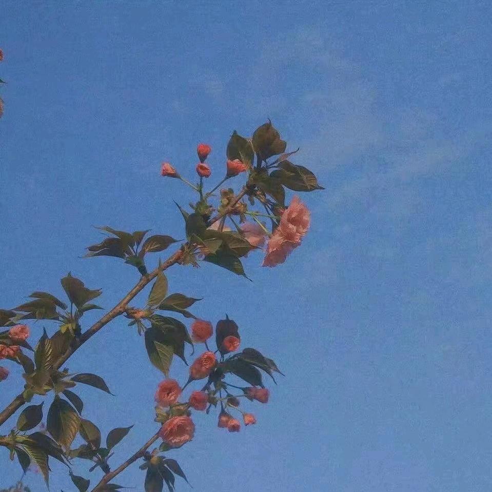 欢欢写材料(专业代写）