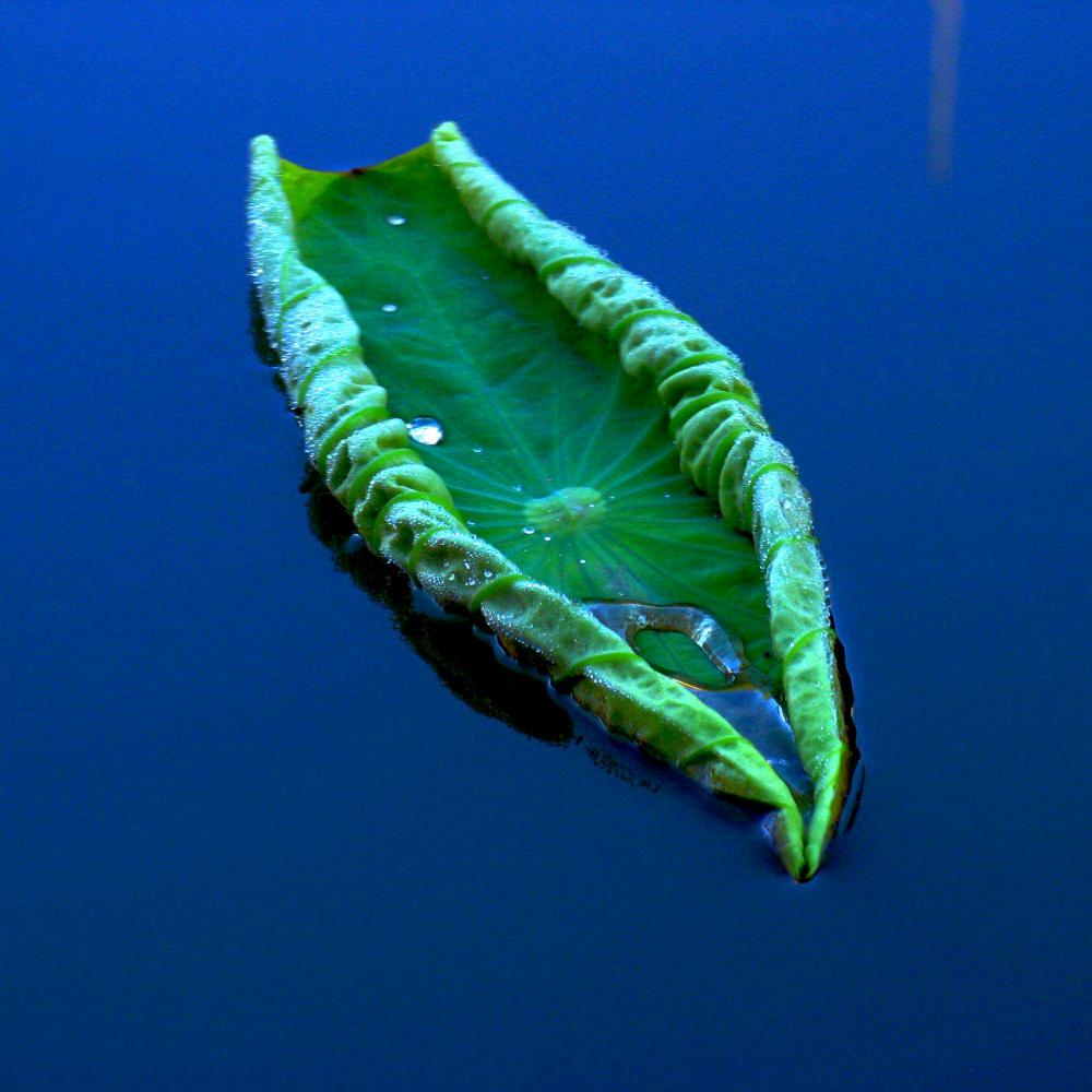 宋庆洲 宋氏通臂拳-司机