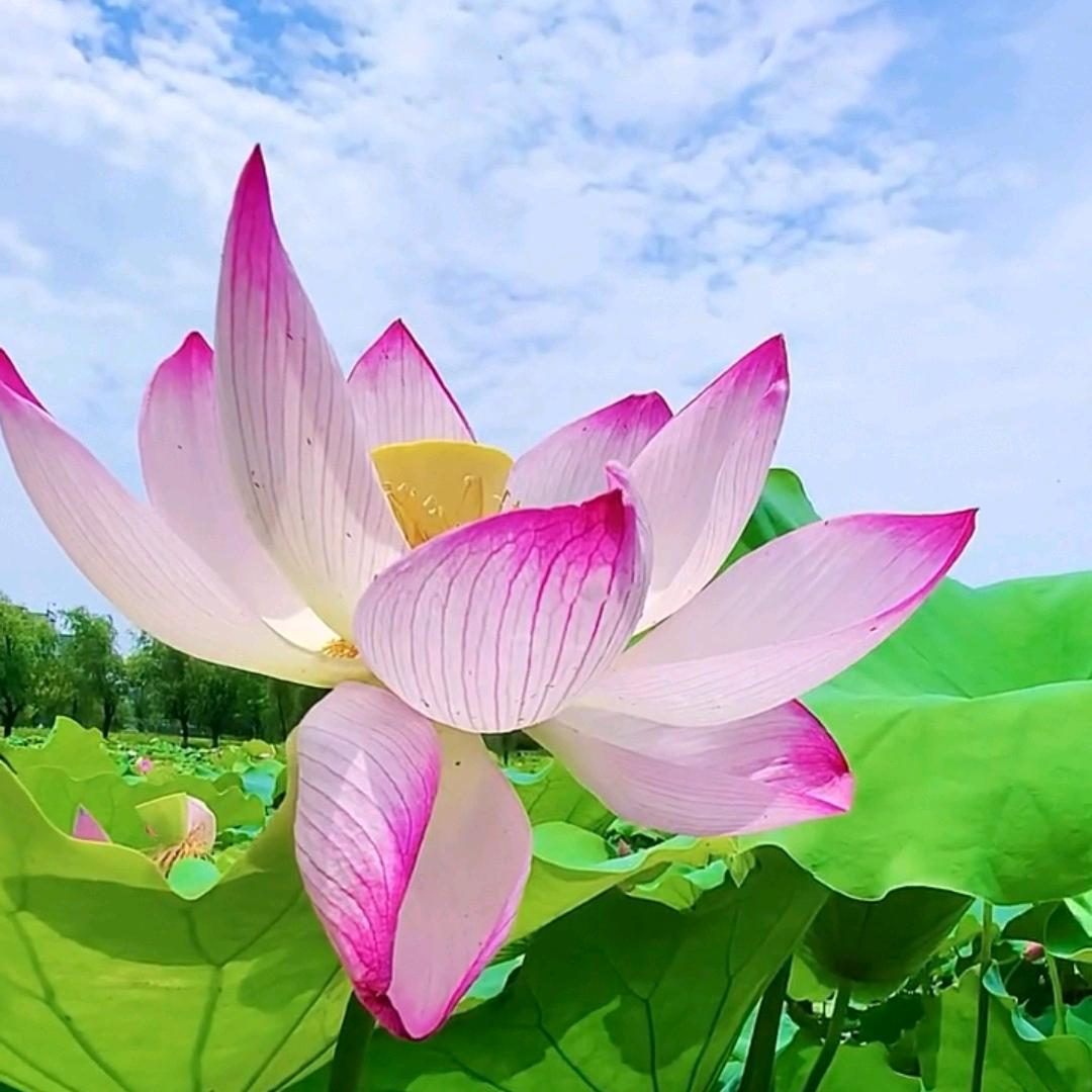 香河发展中心