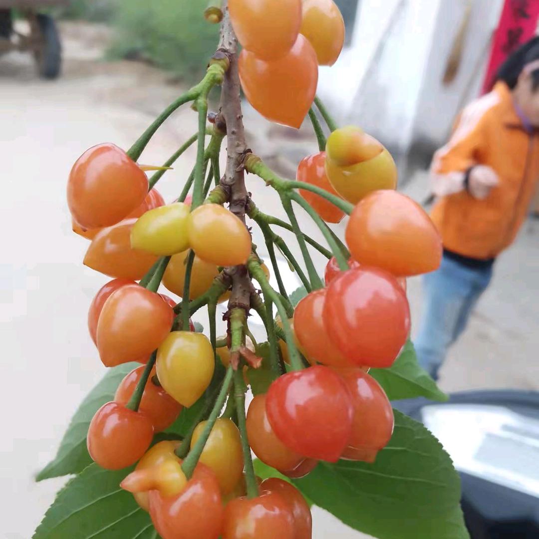 大漠雄鹰