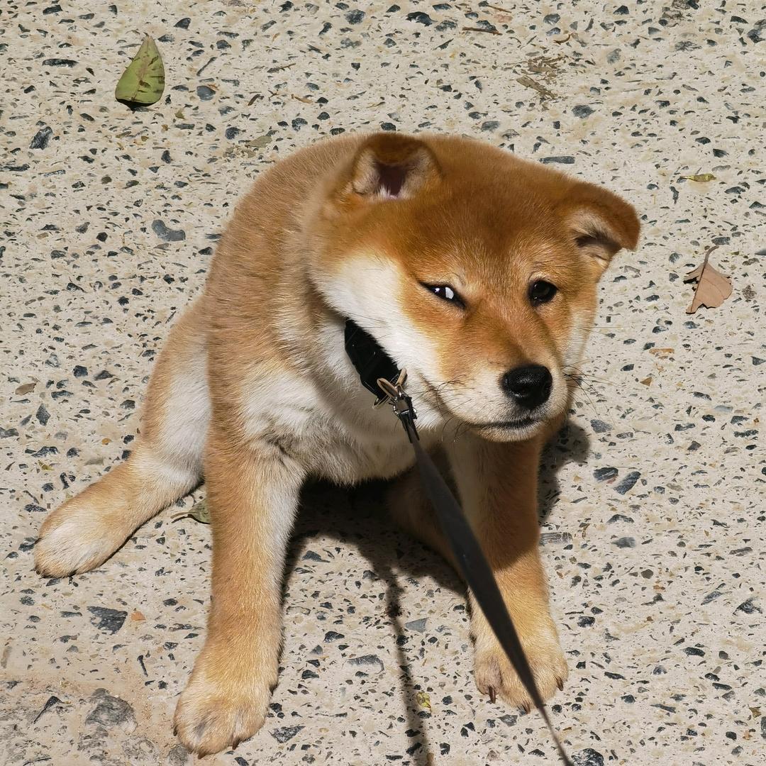 通家的王文杰头像