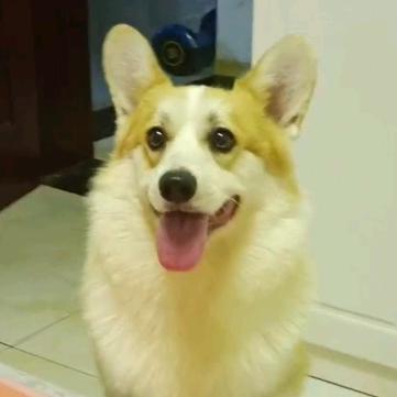 彭州爱尚犬舍①
