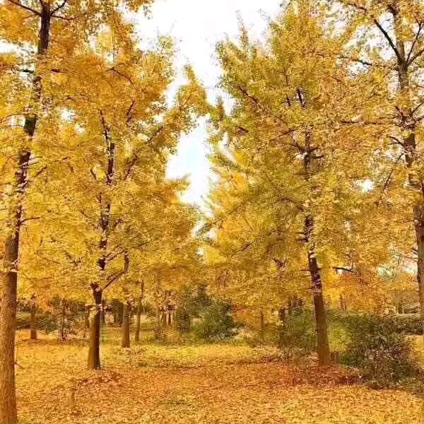 努力拼搏潘氏，下午5点四十分开播