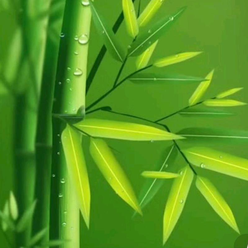 君君爸爸