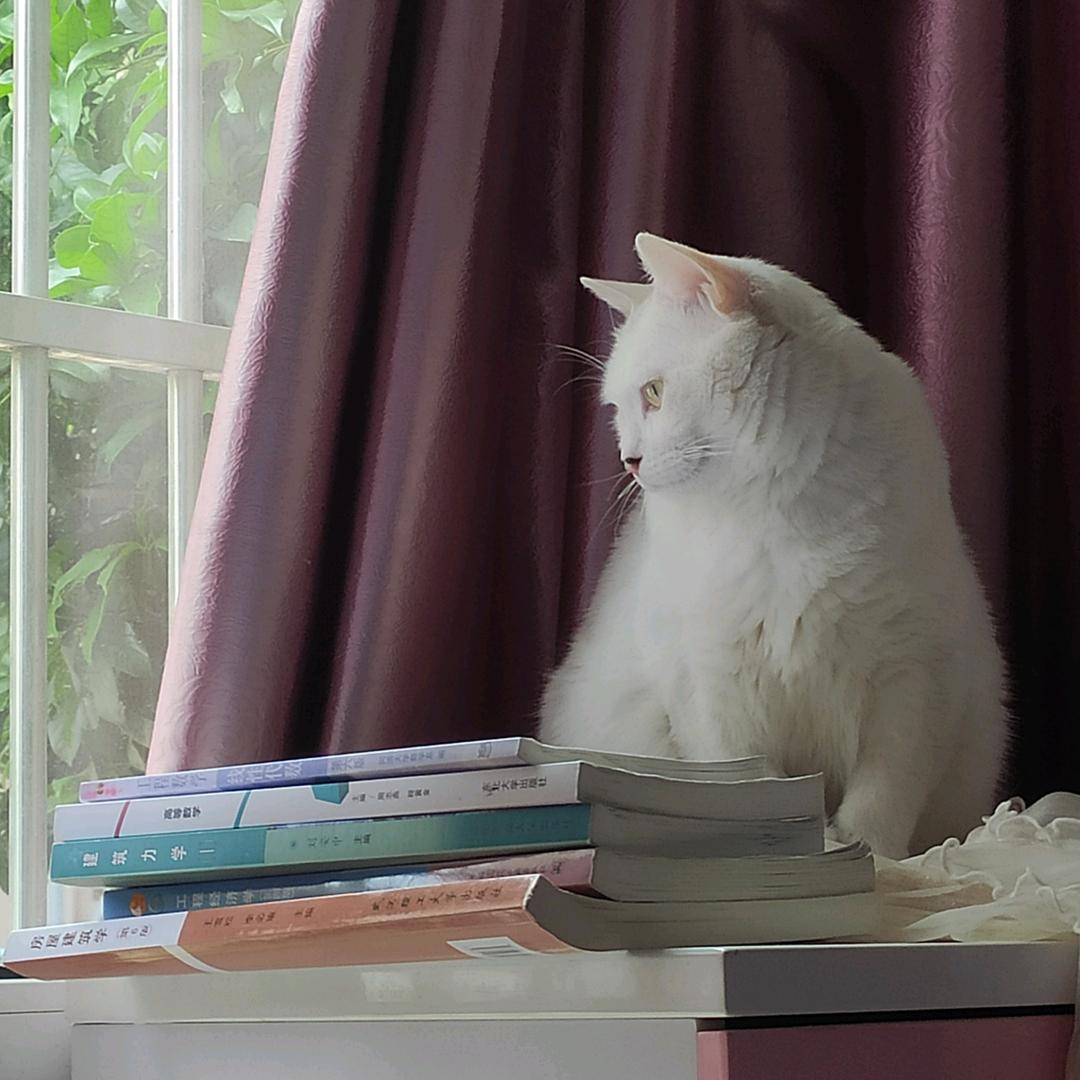 魔法少女可爱p🌈