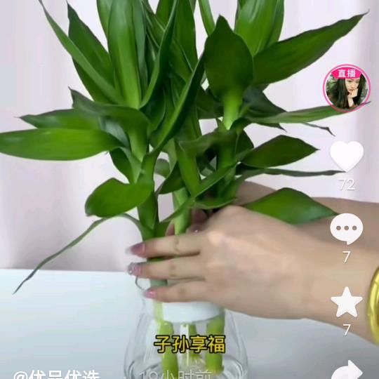 萍儿