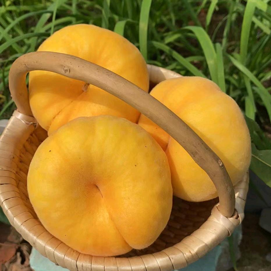 蒙阴蜜桃哥（鲜果）
