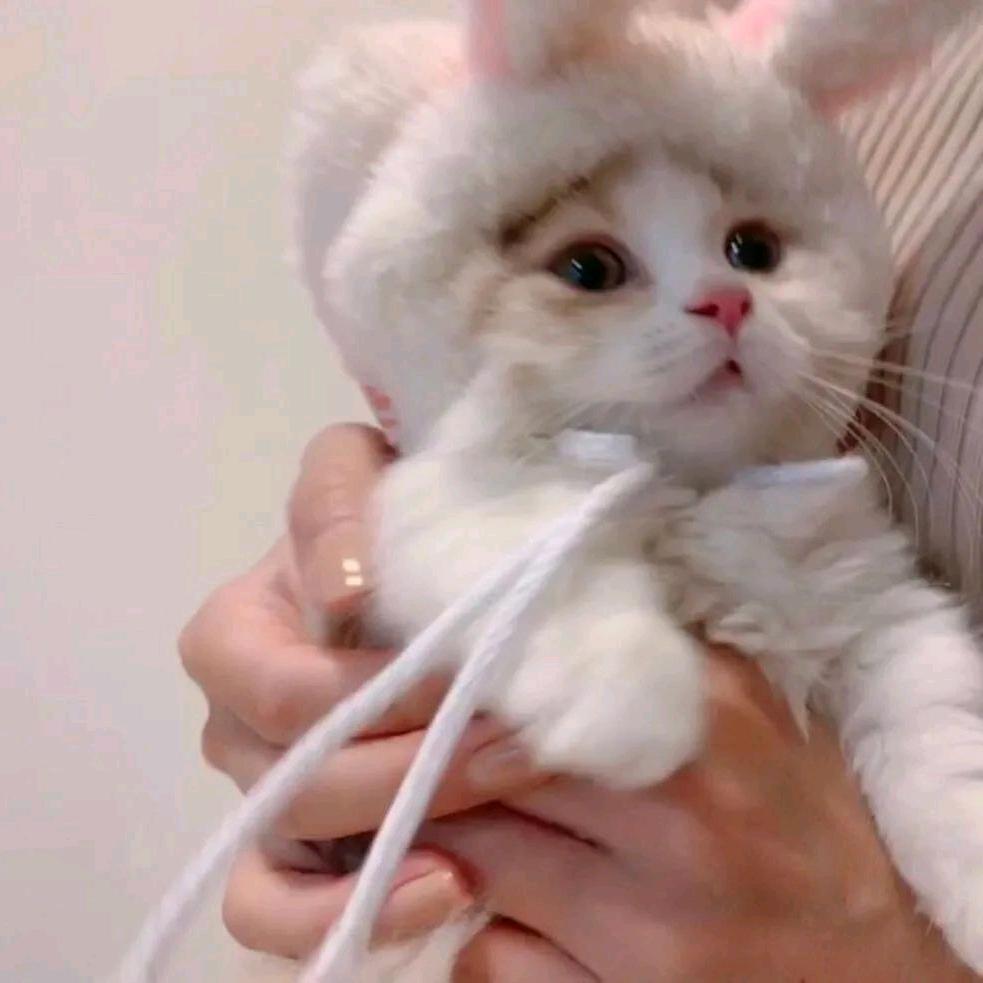 没有可乐的鸡翅