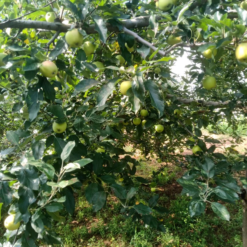 最初模样