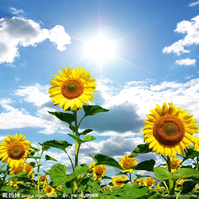 ☀️☀️阳光心情