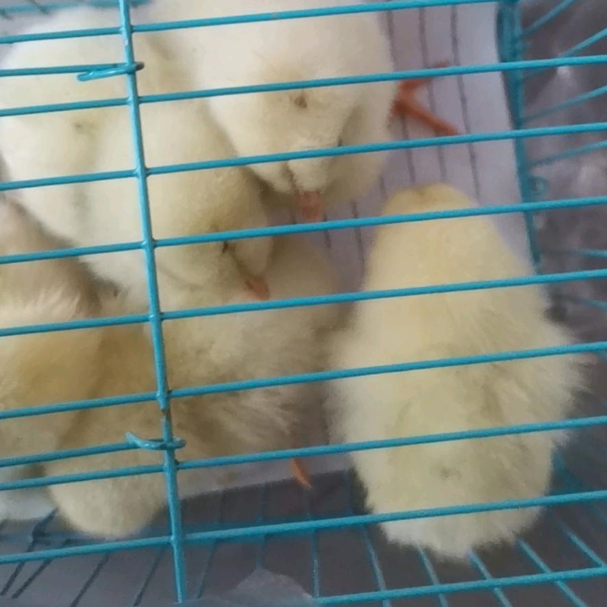 🇧🇱🇧🇱🇧🇱🇧🇱🇧🇱