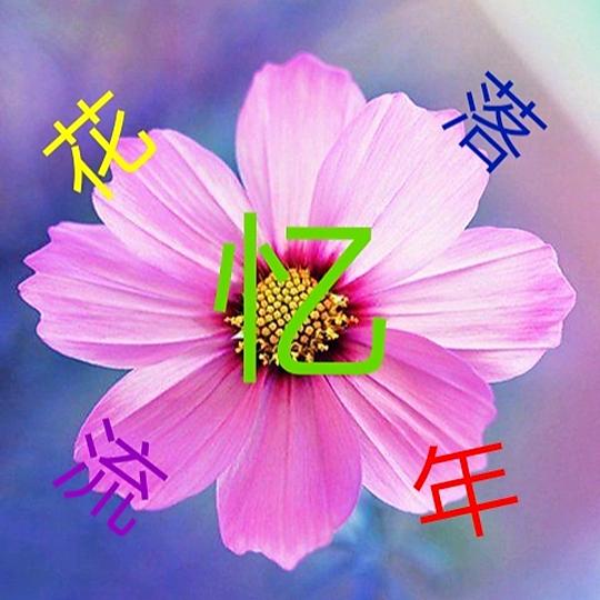 花落忆流年