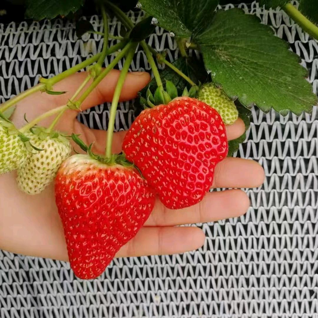 饶阳德悦草莓采摘园
