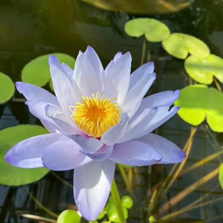 小提优选