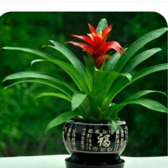 玉来