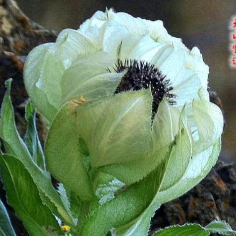 乔菲菲