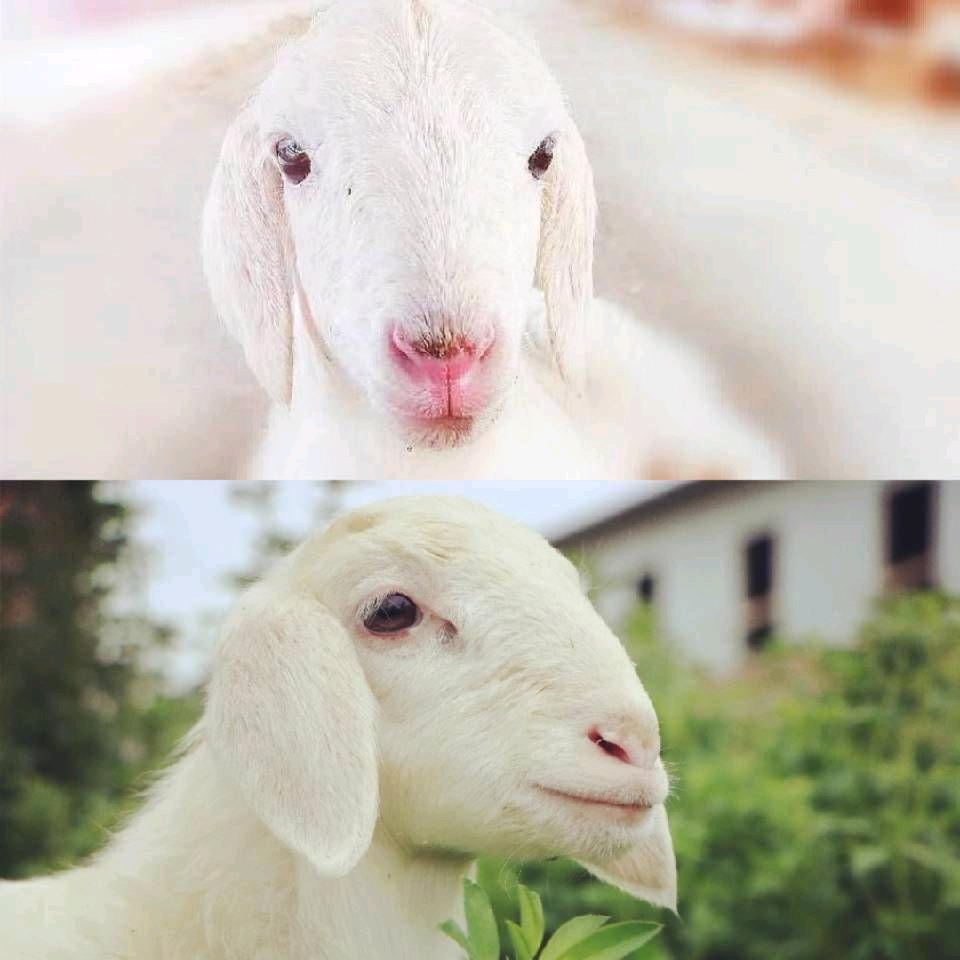 乾和源牧业~石炜杰