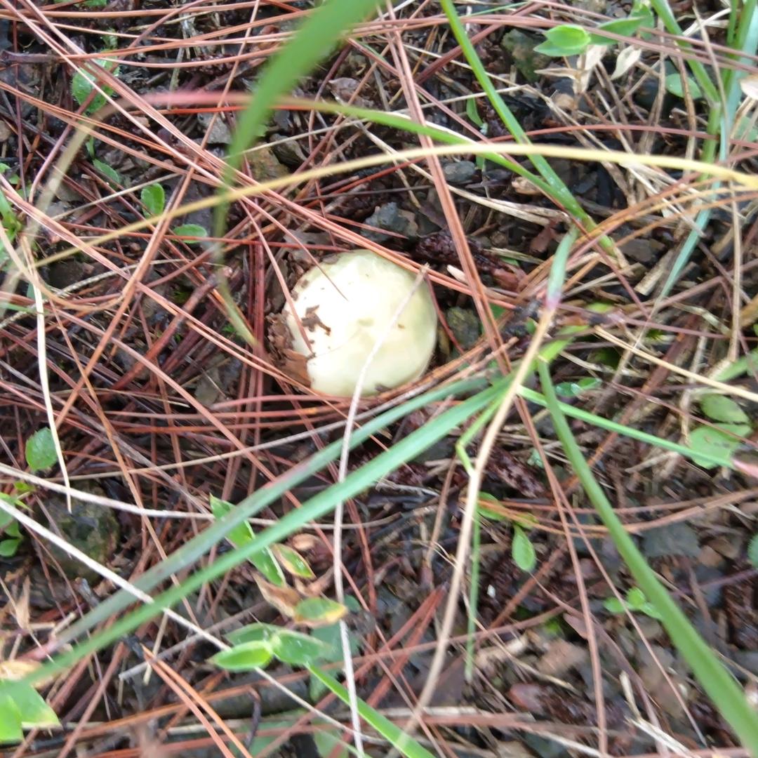 🍇🍇🍇🍇🍇🍇