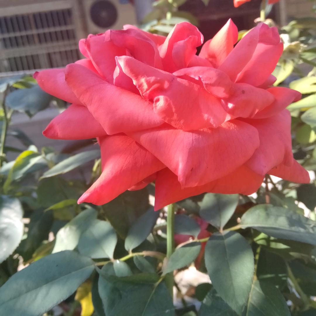 琪琪