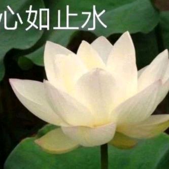 花落无声