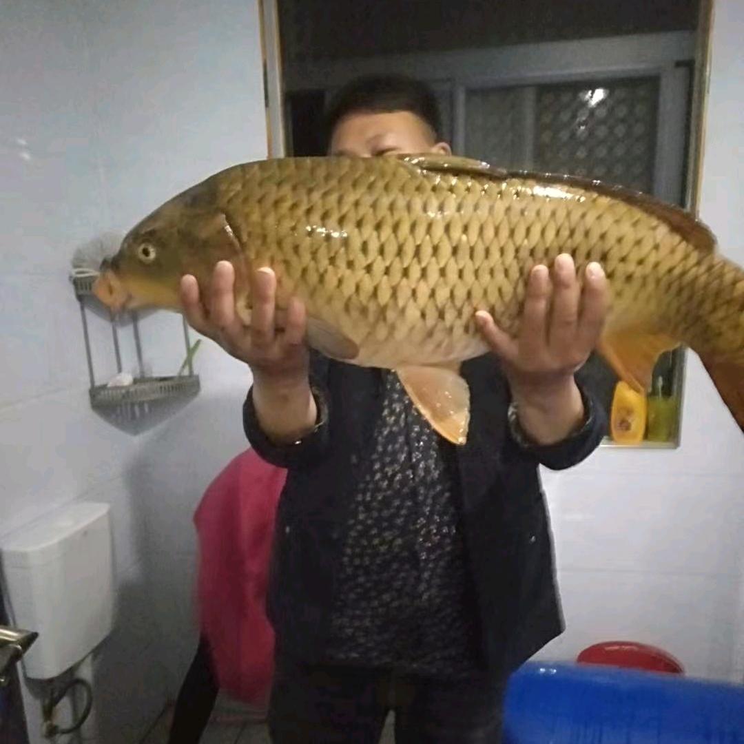 钓鱼涛哥
