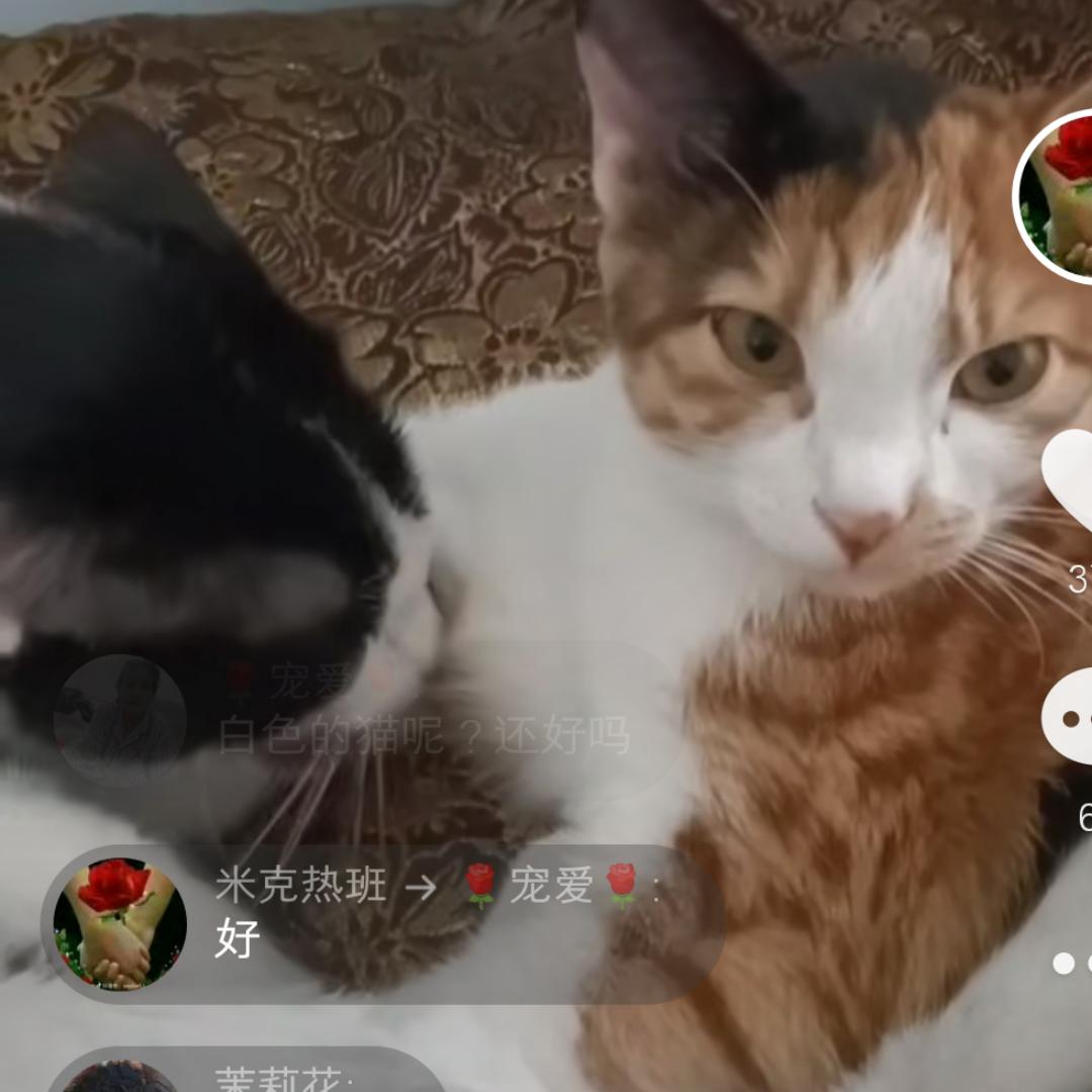 米克热班~猫孩子们的爱心妈妈