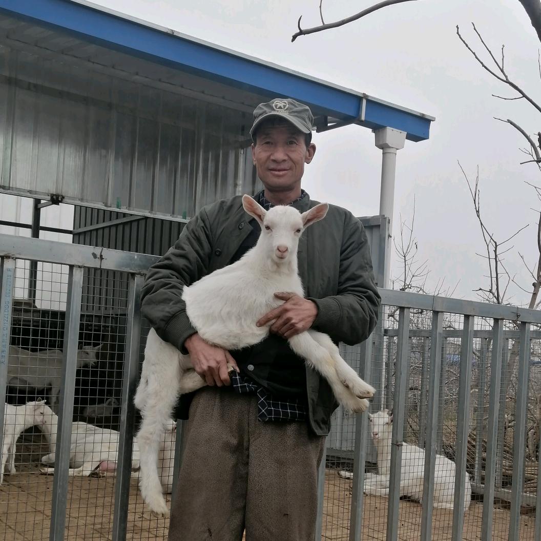养羊嗨哥