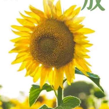 最美向阳花