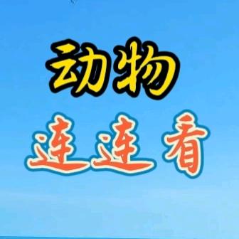 动物连连看