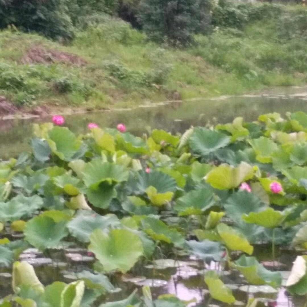 阿学