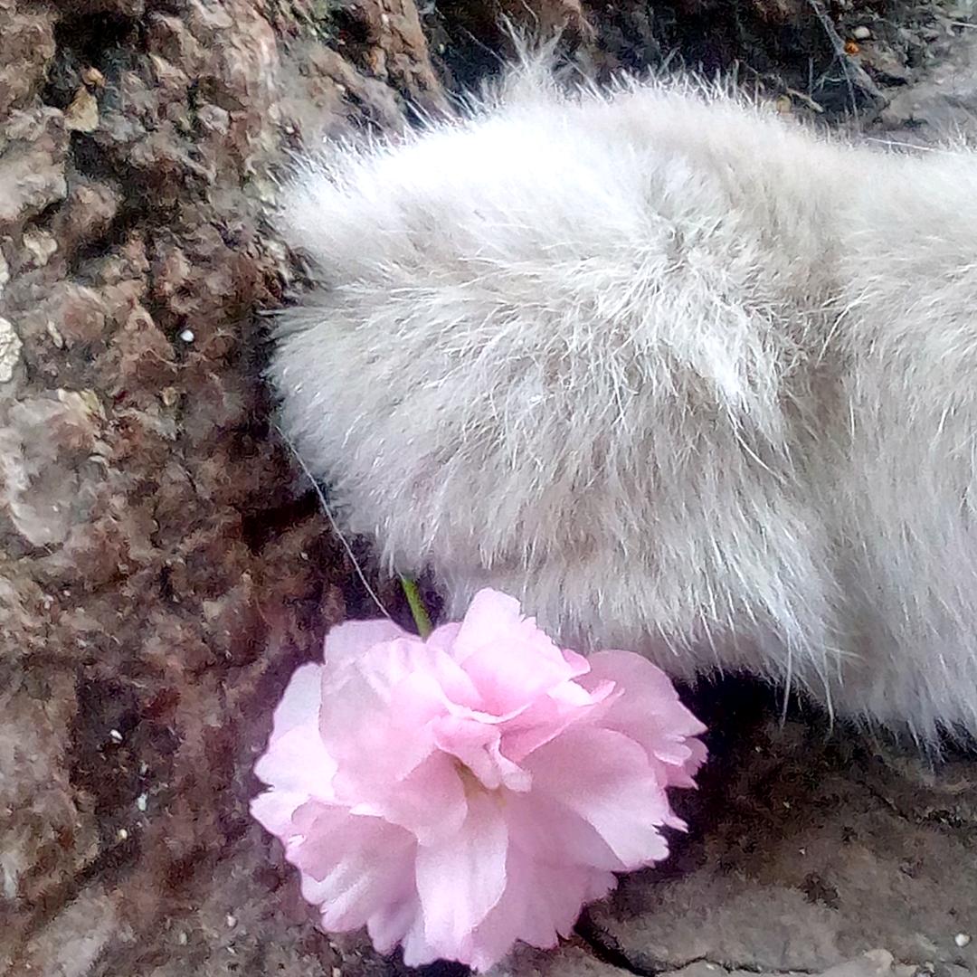 王狗扽儿｜失笑模式分析