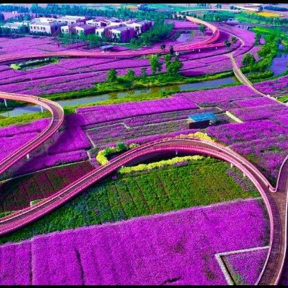宿迁花海