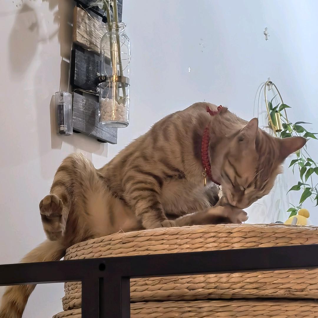 流浪猫咖（大厅撸猫桌游不限时）