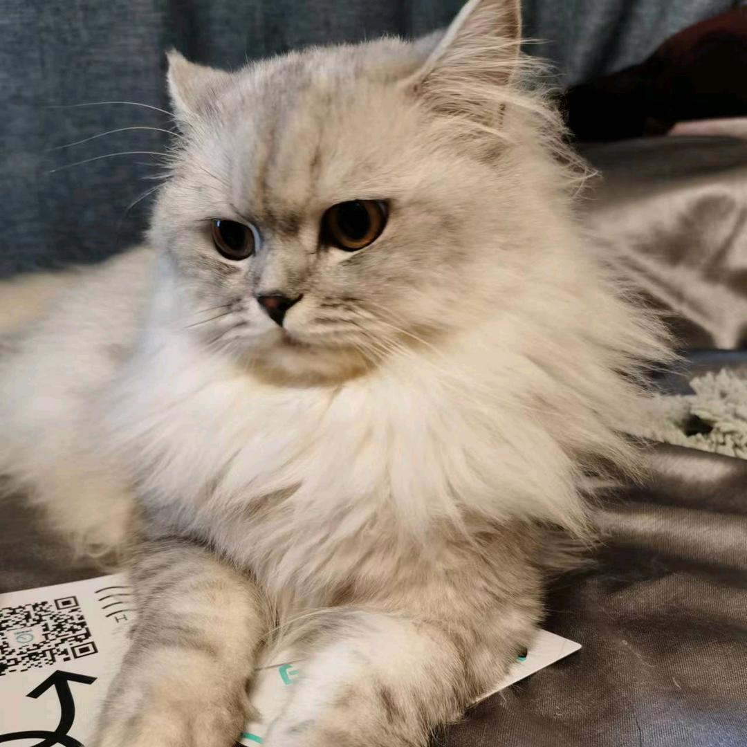 温润如玉玉树临风