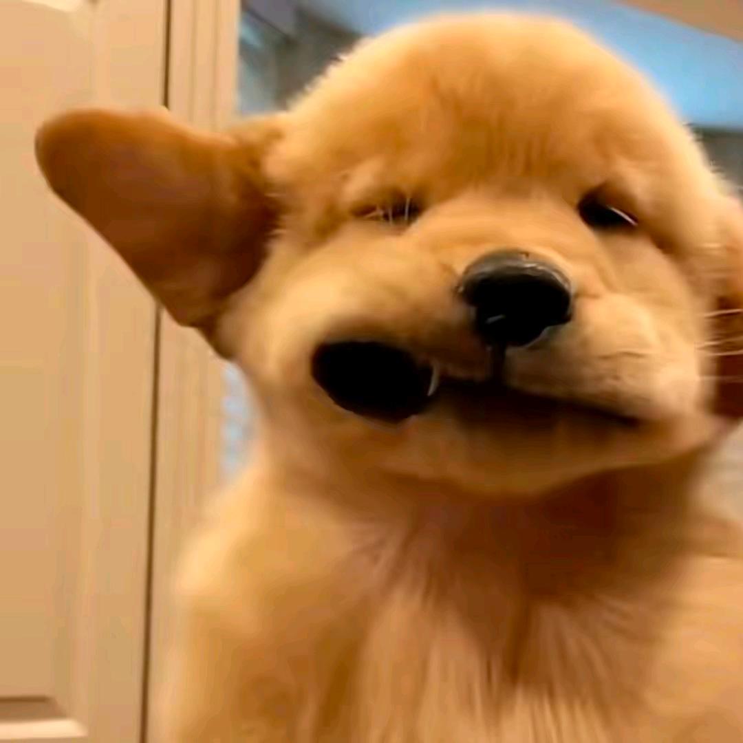 土豆爱吃马铃薯