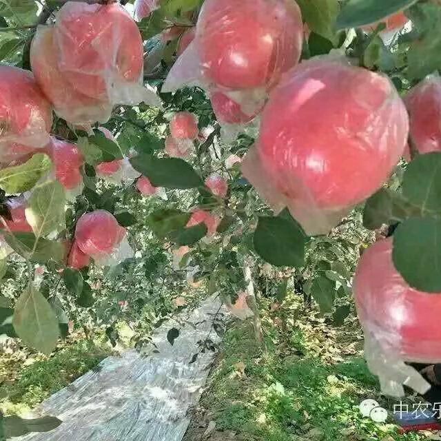 苹果伊人