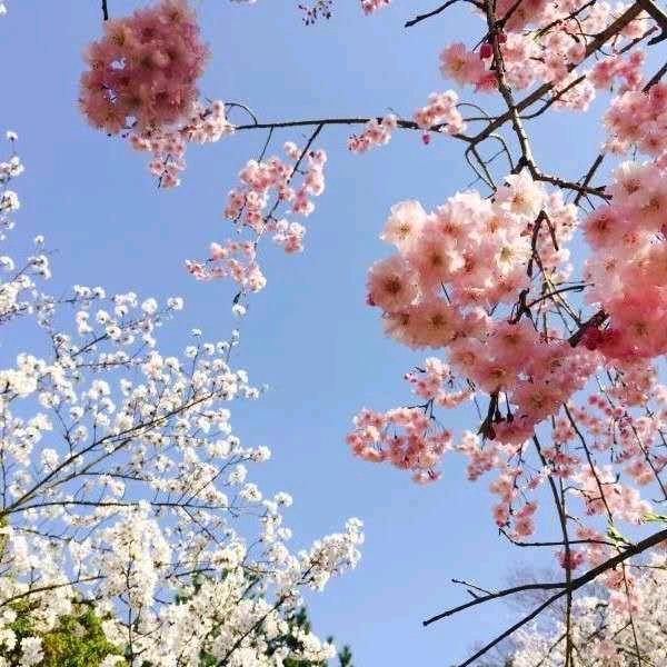 兰花