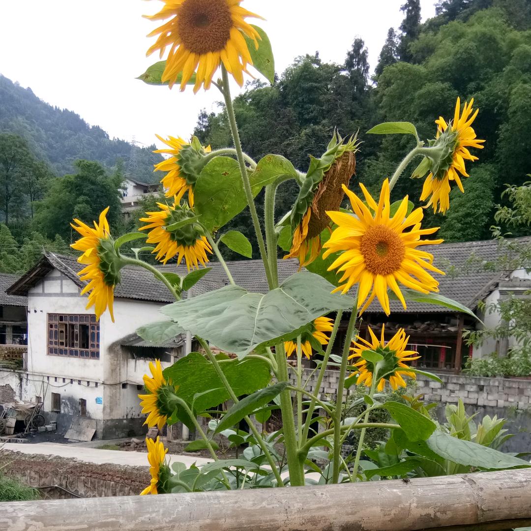 生活很苦，但你很甜