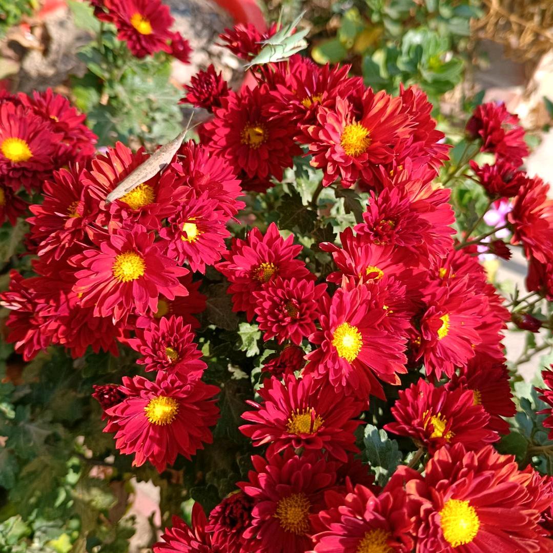 弯弯的扁担，63年兔🐰