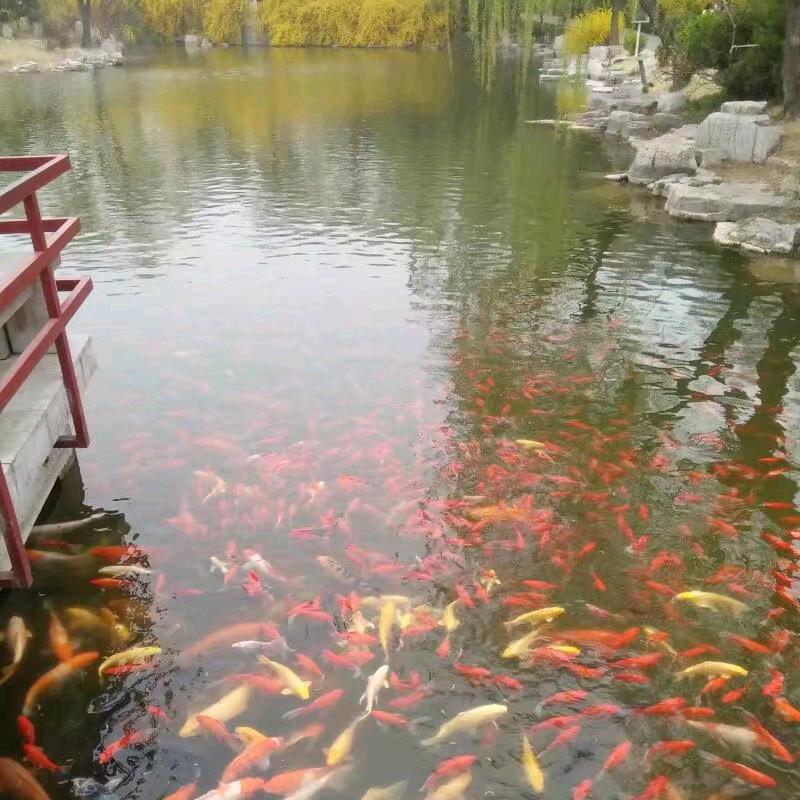 玫瑰