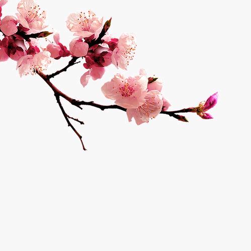 桑之榆