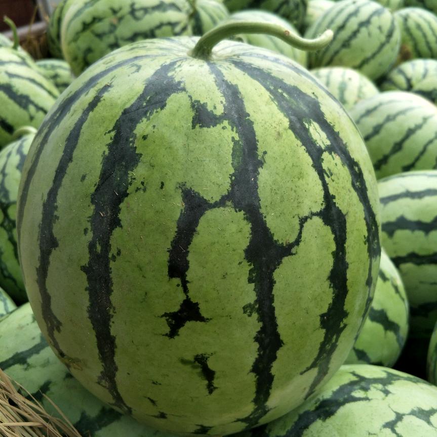 瓜山瓜海多产地直发