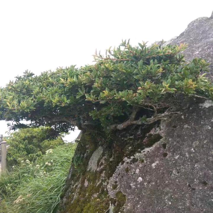 🍏开心