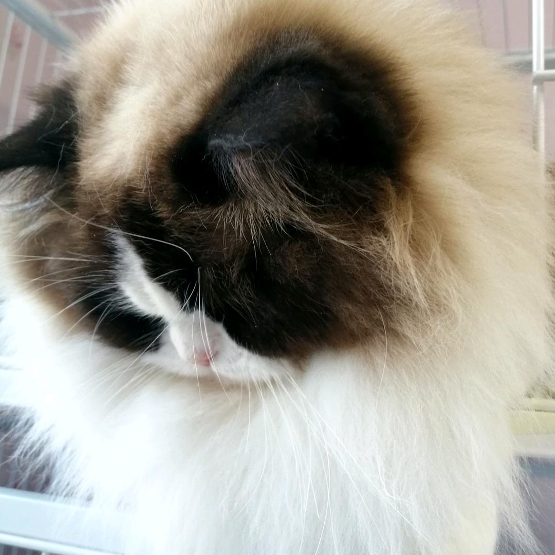 美男子布偶猫