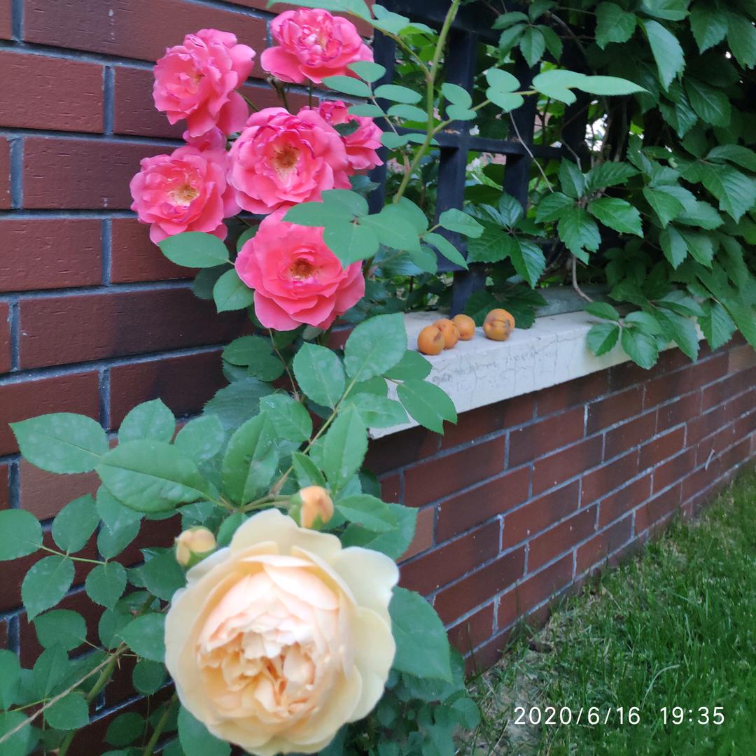 🌽H阳光明媚🌽