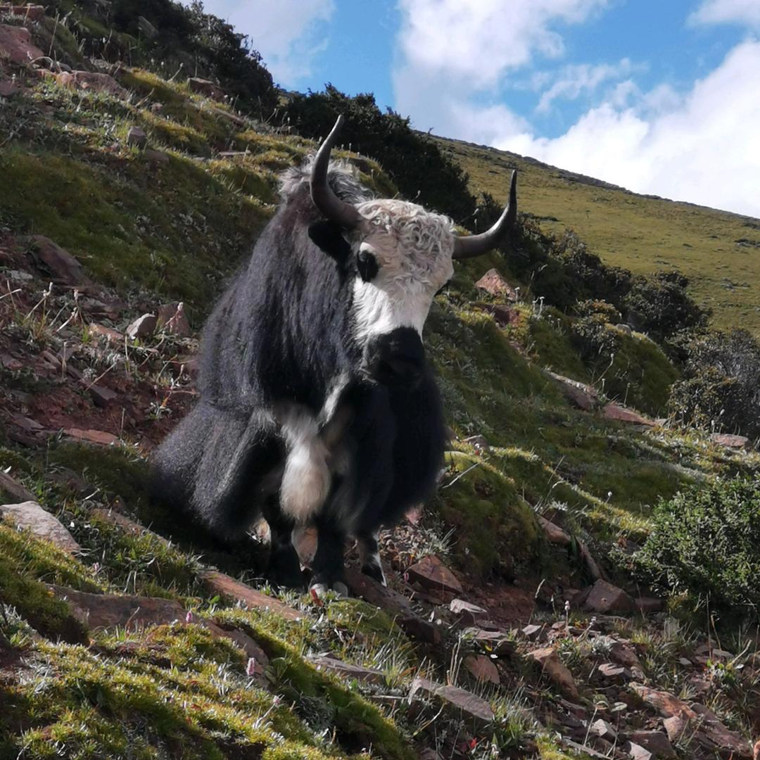 牛🐮王