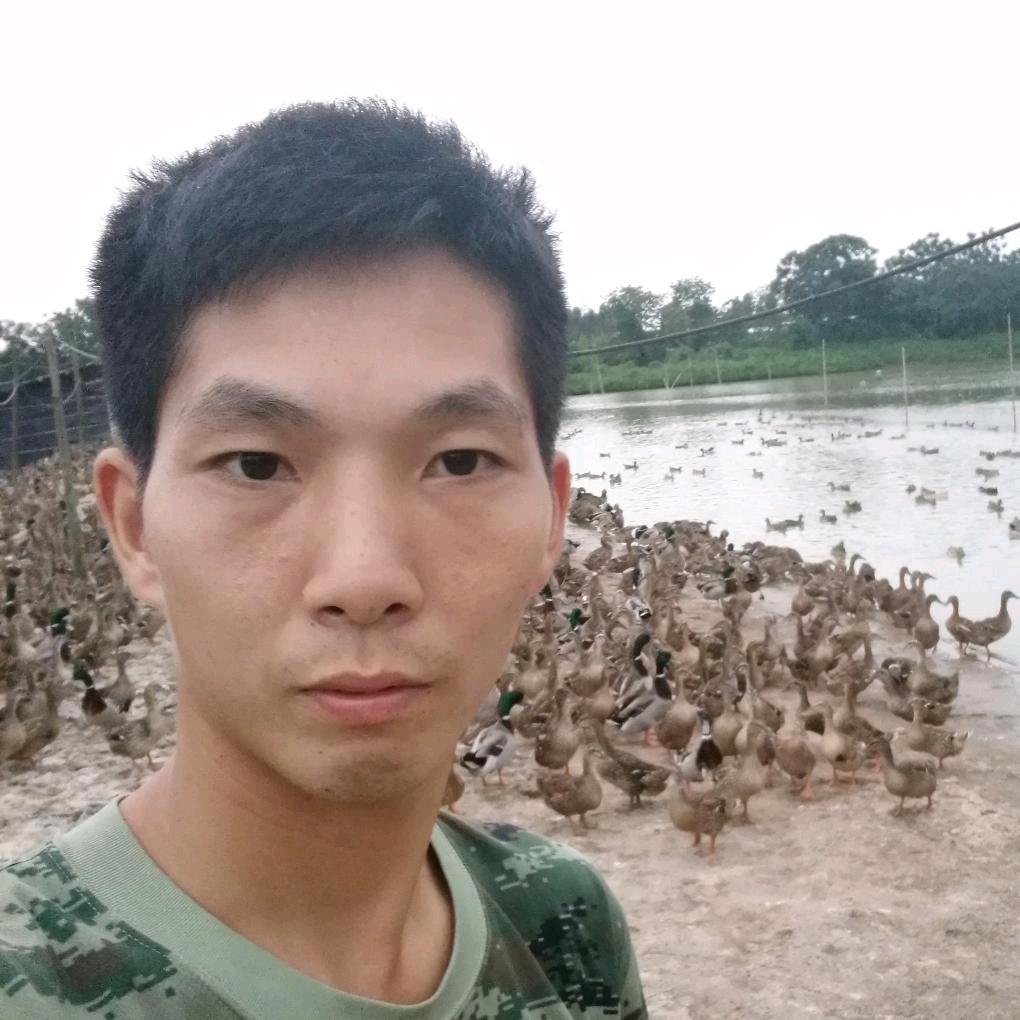 A广州小周野鸭苗